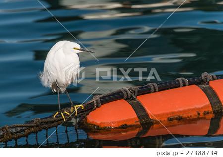 コサギ 27388734