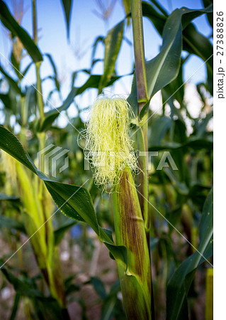 corn cob in the garden 27388826