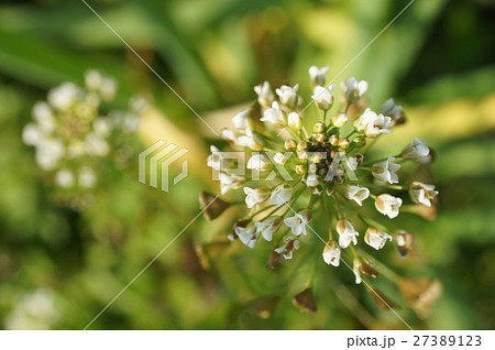 ペンペン草 ペンペン草 27389123