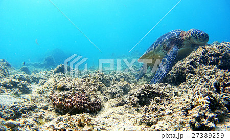 沖縄　阿嘉島アカビーチのアオウミガメ 水中撮影 27389259