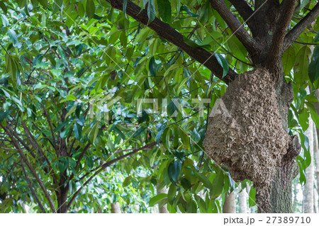 Big anthill on tree Big anthill on tree 27389710
