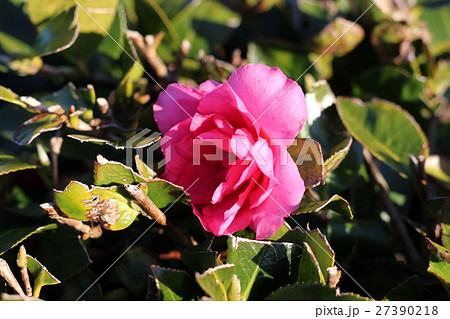 椿の花 27390218