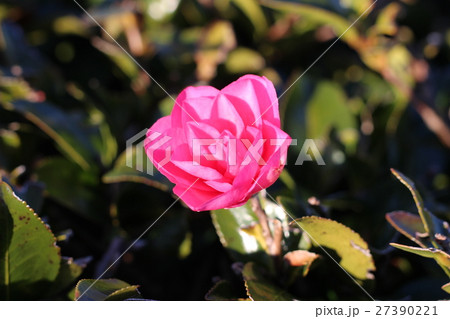 椿の花 27390221