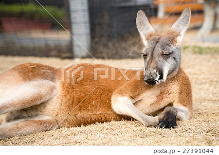 Kangaroo 27391044
