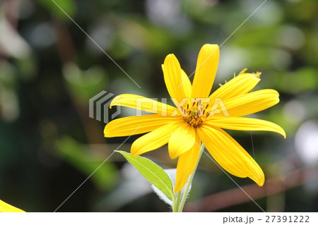 キクイモ 27391222