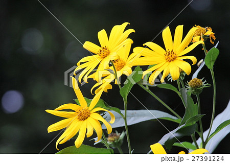 キクイモ 27391224