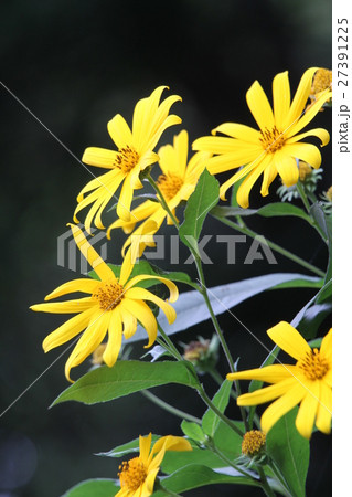 キクイモ キクイモ 27391225