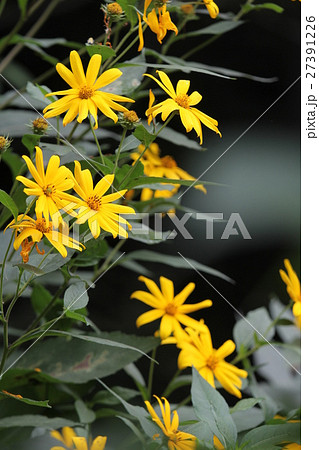 キクイモ キクイモ 27391226