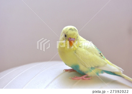 セキセイインコの1歳のメル セキセイインコの1歳のメル 27392022