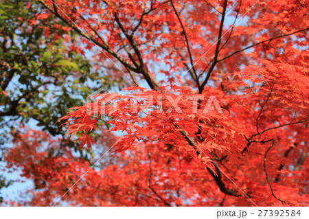 紅葉－小石川後楽園 27392584