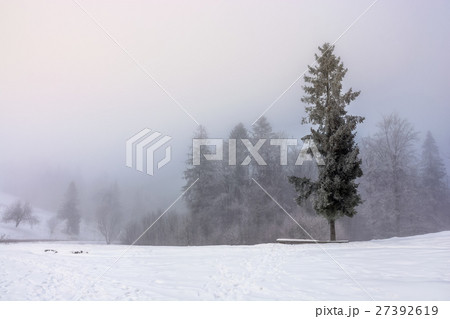 fog in the spruce foreston a meadow fog in the spruce foreston a meadow 27392619