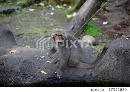 動物 動物学 哺乳類 27392689