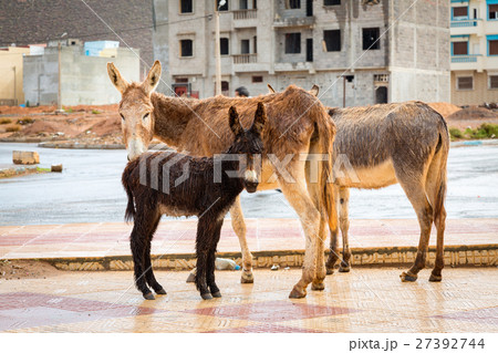 Donkey family in the rain. Sidi Ifni, Morocco Donkey family in the rain. Sidi Ifni, Morocco 27392744