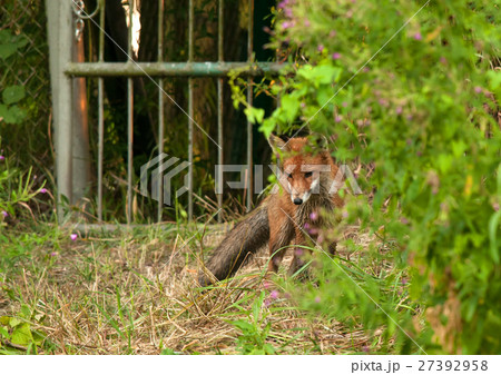 Photo of fox in summer, hunting for a mole Photo of fox in summer, hunting for a mole 27392958