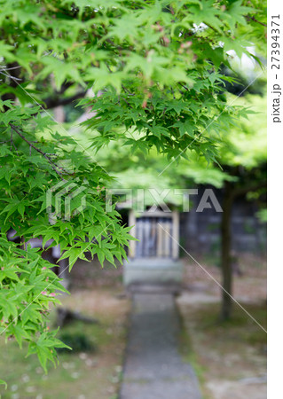 乙訓寺境内、カエデの新緑 乙訓寺境内、カエデの新緑 27394371