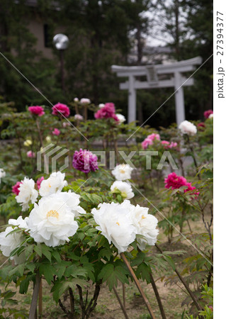 牡丹咲く乙訓寺境内と鎮守八幡社の鳥居 27394377