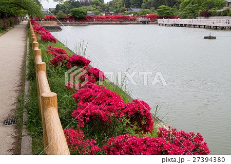 長岡天満宮八条ヶ池、満開のキリシマツツジ 27394380