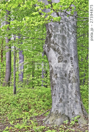 Beech tree Beech tree 27394875