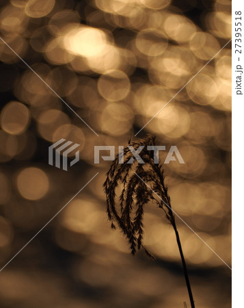 枯れ芒と煌く水面 27395518