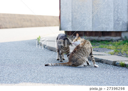 相島の猫カップル ２ キスの写真素材