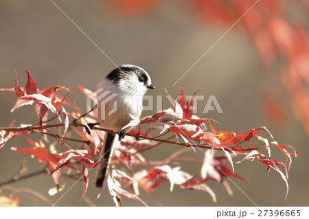 植物園の野鳥 27396665
