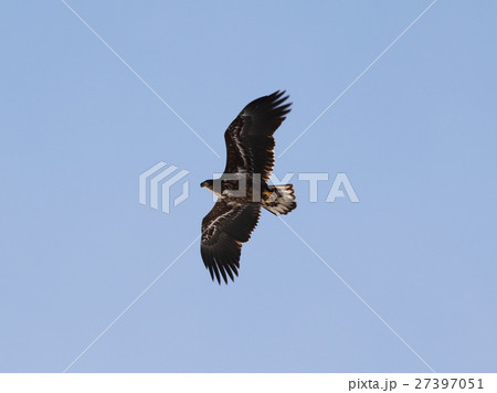 オジロワシ大空を舞う オジロワシ大空を舞う 27397051