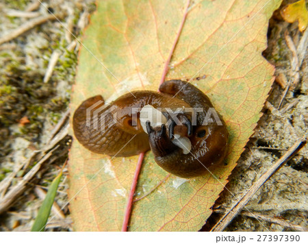 Two slug on leaf Two slug on leaf 27397390