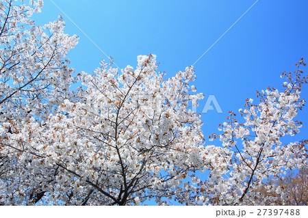 満開の山桜 27397488