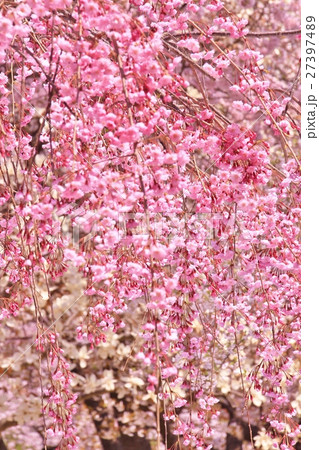 鮮やかなピンク色の枝垂桜 27397489