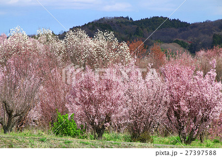 花木団地の桜（郡山市） 27397588