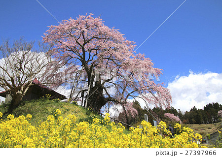 上石の不動桜(郡山市) 上石の不動桜(郡山市) 27397966