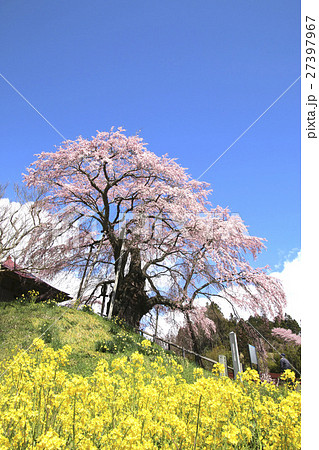 上石の不動桜(郡山市) 上石の不動桜(郡山市) 27397967