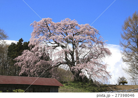 五斗蒔田桜（郡山市） 27398046