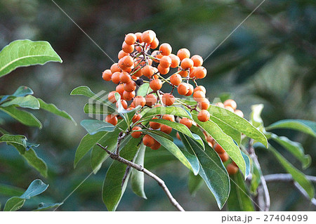 常緑性低木 常緑小低木 沿岸 27404099