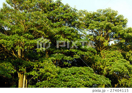 木 ツリー 樹 27404115