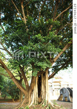木 ツリー 樹 27404129