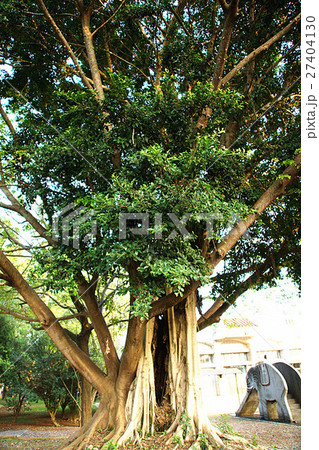 木 ツリー 樹 27404130