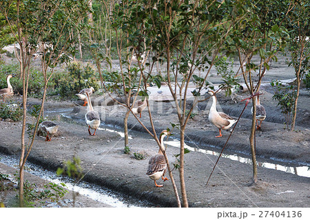 ギース 鵞鳥 ガチョウ 27404136