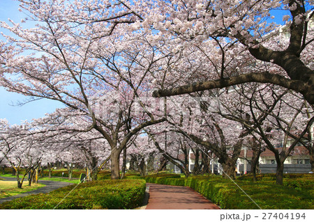 春の開成山公園 春の開成山公園 27404194