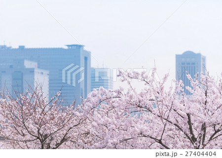 満開の桜と幕張新都心 27404404