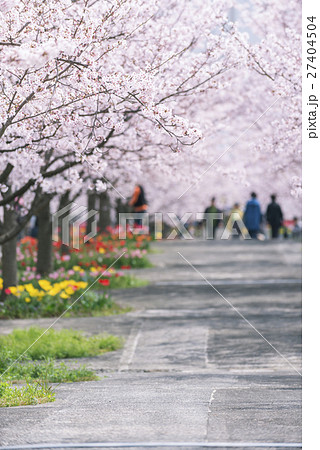 桜並木と花見客 桜並木と花見客 27404504