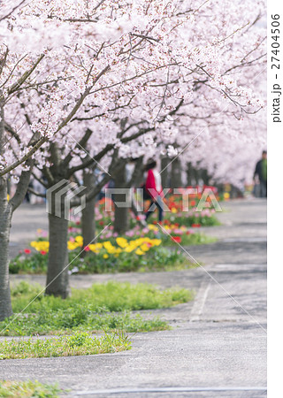 桜並木とチューリップの花壇 桜並木とチューリップの花壇 27404506