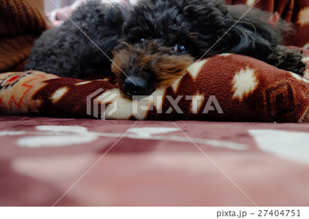 ペット写真　トイプードル 27404751