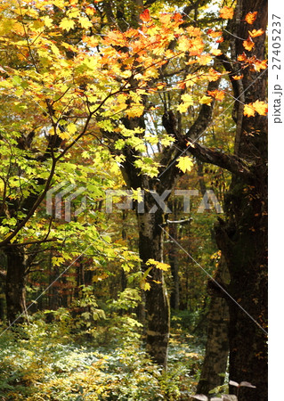 大山　原生林の黄葉 27405237
