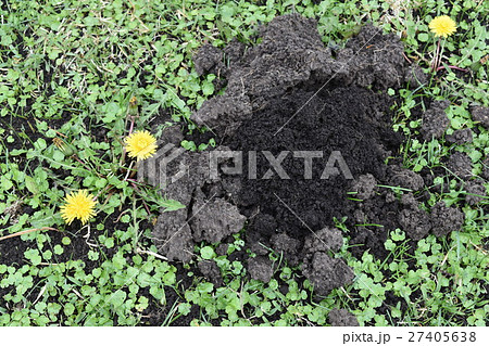 青森県八戸市の三陸復興国立公園・種差海岸で見つけたモグラの穴 青森県八戸市の三陸復興国立公園・種差海岸で見つけたモグラの穴 27405638