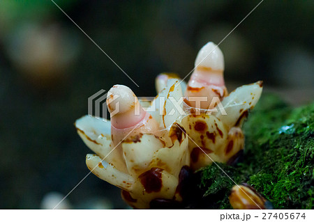 ヤッコソウ ヤッコソウ 27405674