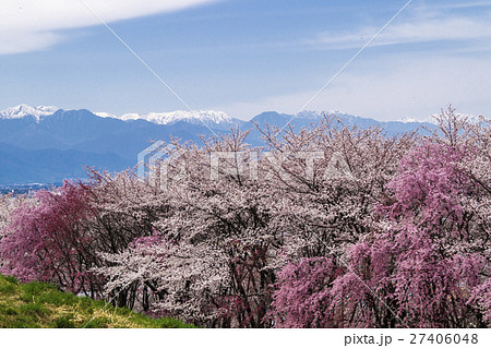 信州・長野県松本市春、弘法山古墳の桜と北アルプス 27406048