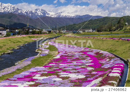 信州・長野県大町市春、農具川の岸辺の芝桜 27406062