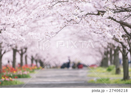 桜並木と花見客の写真素材