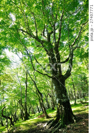 雨山のブナ大木 27407771